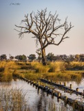 Vumbura Camp View